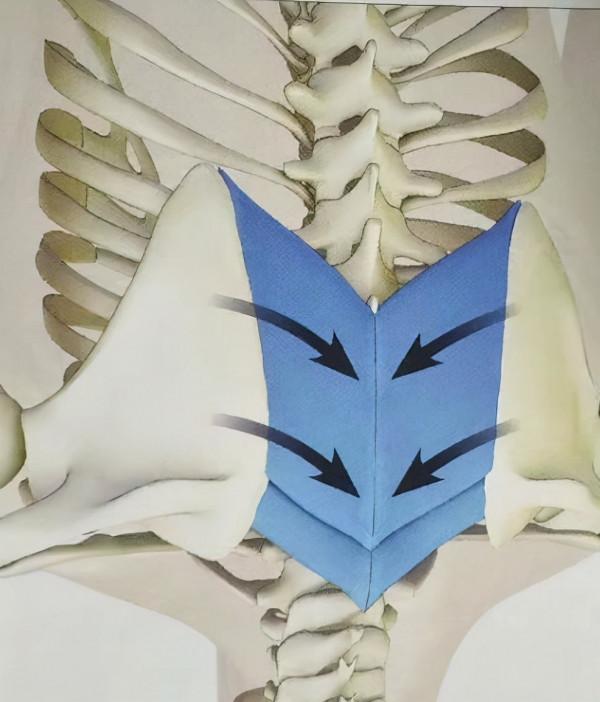 瑜伽站立前屈體式下不去?與其挖空心思拉伸腿後側,不如收住肚子 瑜伽站立前屈體式下不去?與其挖空心思拉伸腿後側,不如收住肚子