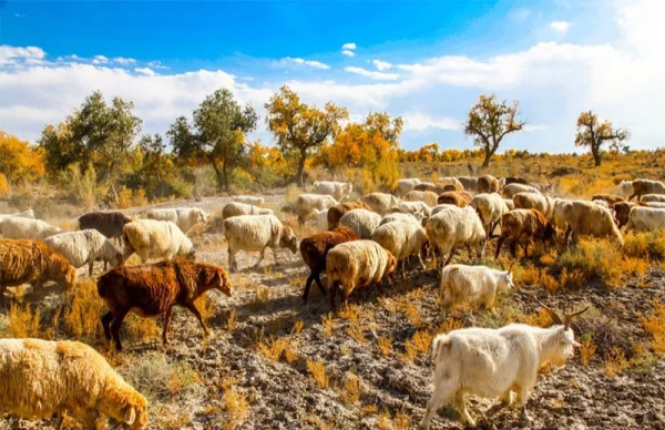 甘肅15個絕美旅行地,疫情過後,來一次吧,飽覽西北極致美景 甘肅15個絕美旅行地,疫情過後,來一次吧,飽覽西北極致美景