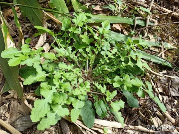 收割稻穀後的水田裡長著很多野菜,這15種田間雜草可以當菜食用哦 收割稻穀後的水田裡長著很多野菜,這15種田間雜草可以當菜食用哦