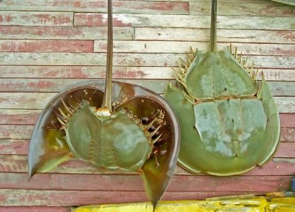 一升10萬元？地球上演化4.8億年之久，鱟的藍色血液到底有何用？