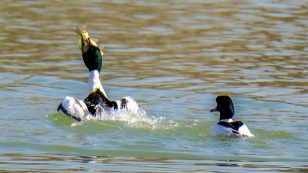 「山西鳥類圖鑑」| 普通秋沙鴨 「山西鳥類圖鑑」| 普通秋沙鴨