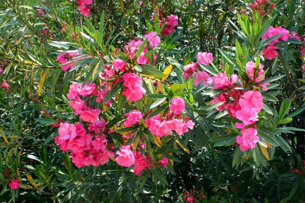 別看花開豔麗,其實“暗藏玄機”,4種“毒花”你知道嗎? 別看花開豔麗,其實“暗藏玄機”,4種“毒花”你知道嗎?