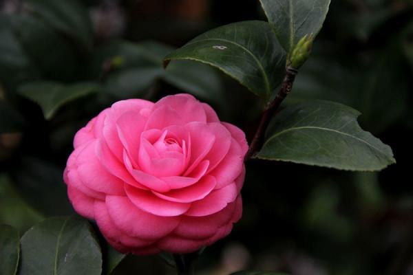 山茶花好養嗎？山茶花該怎麼養呢？