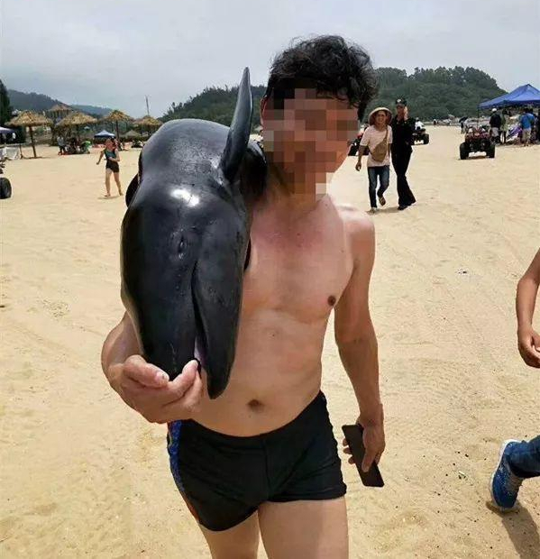 500斤偽虎鯨在江蘇連雲港擱淺!頭部傷痕明顯,什麼是偽虎鯨? 500斤偽虎鯨在江蘇連雲港擱淺!頭部傷痕明顯,什麼是偽虎鯨?