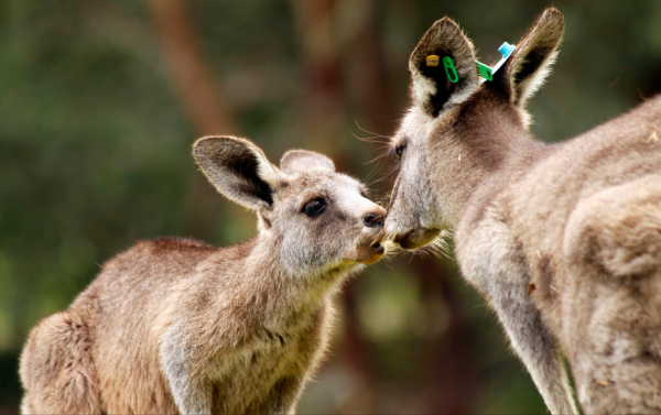 親生的比不上收養的？動物界的收養行為，其實跟“善良”搭不上邊