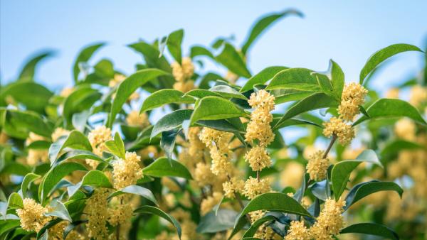 有朋自遠方來——初中語文常被忽視的一課