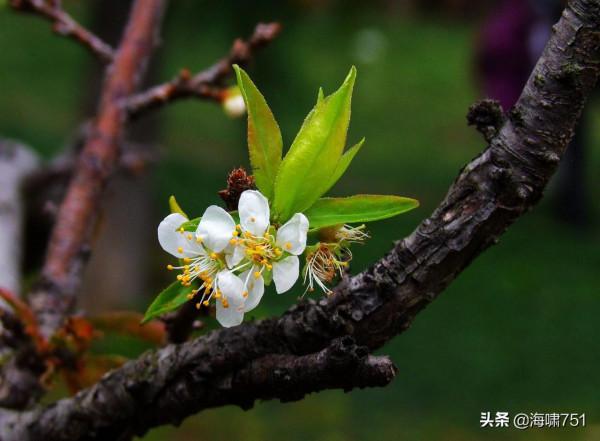 十八羅漢山的梨花開了