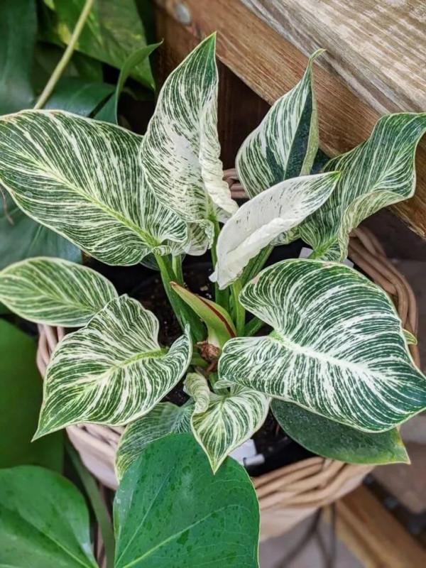 鉑金蔓綠絨是怎麼來的,這種斑斕的觀葉植物要怎麼養好? 鉑金蔓綠絨是怎麼來的,這種斑斕的觀葉植物要怎麼養好?