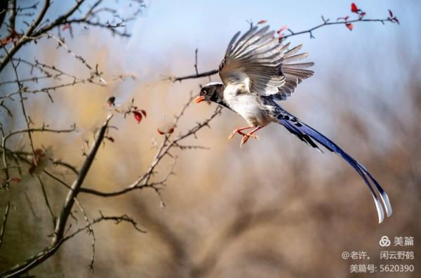 不為雞犬是戰狼，但看紅嘴藍鴉鵲