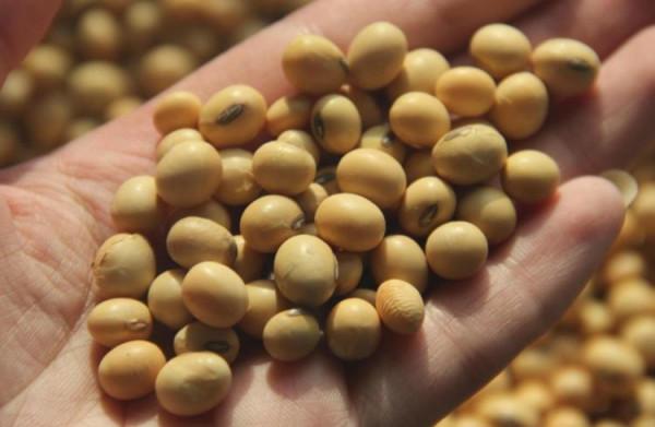 這種自制高氮肥，用好了，比淘米水、啤酒水效果好得多