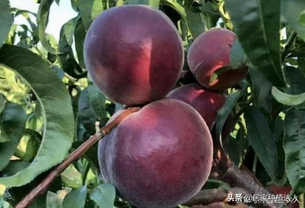 這種果樹，適合種在自家庭院裡，耐寒耐旱易養活，產量還很高
