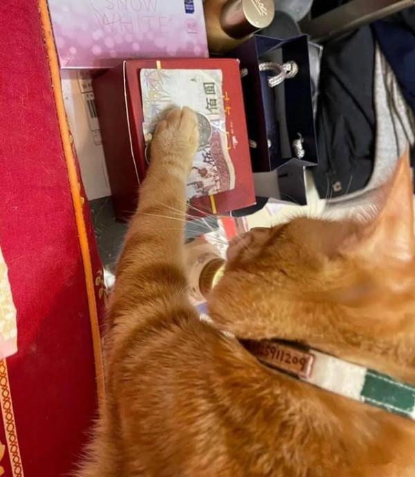 老媽明確拒絕養貓,隔段時間後卻變了個人:這臉打得疼不疼呀? 老媽明確拒絕養貓,隔段時間後卻變了個人:這臉打得疼不疼呀?