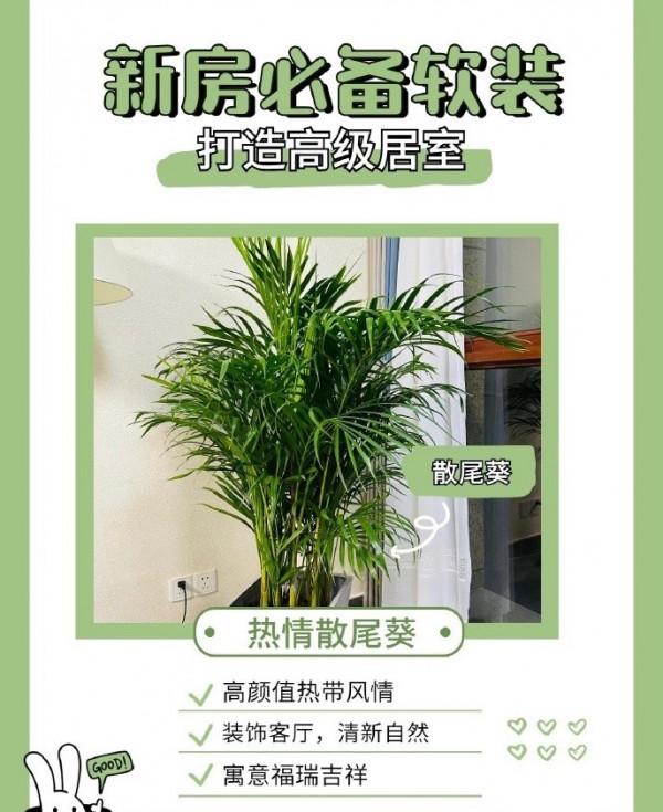 家居博主超愛的6款網紅綠植大公開！新房軟裝必備