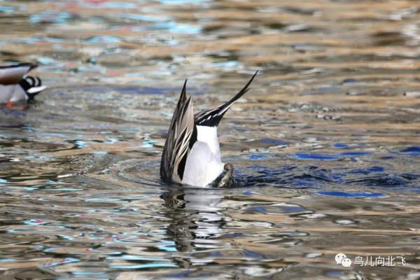 觀鳥之樂，就在於看鳥之樂