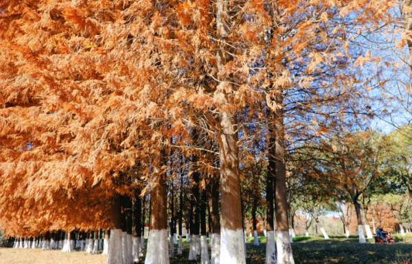 嗨，想和你一起看鹿城冬日限定美景