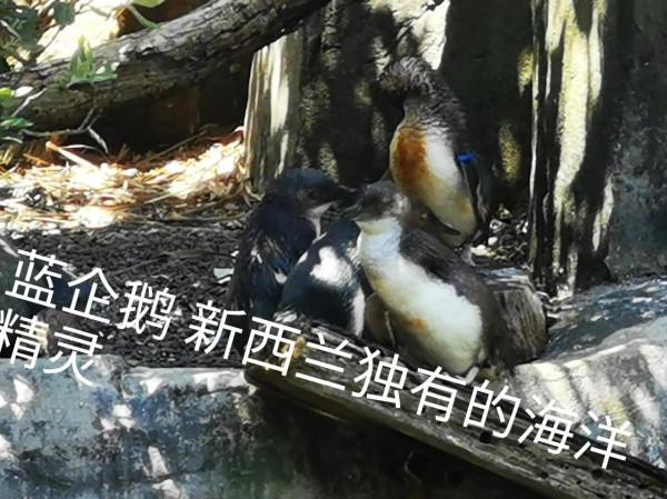 奧克蘭動物園一日遊