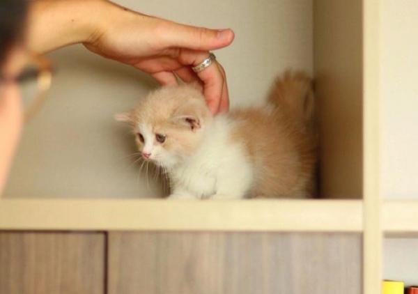 男朋友的媽非常討厭貓，說結婚後一定要把我的貓送走，怎麼辦？