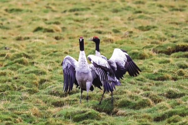 祁連山，野生動物復興的淨土，雪豹、棕熊、野犛牛等珍稀動物出現