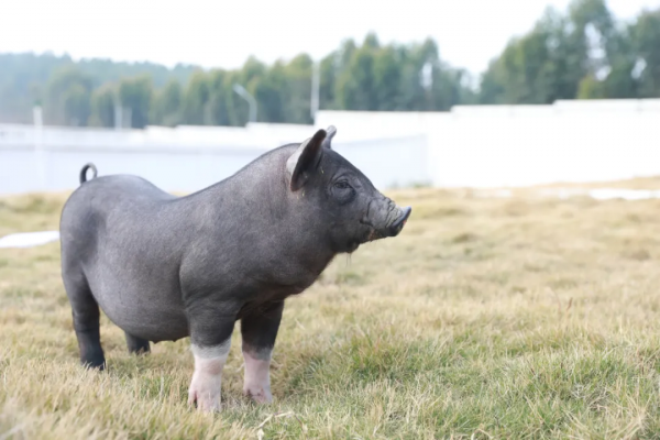 北大豬倌陳生：為什麼95%以上做品牌肉的企業都死了？