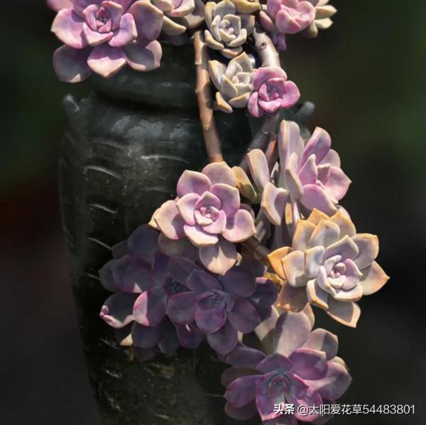 6種多肉養成老樁太漂亮了，養再多都不嫌夠，適合新手養殖哦