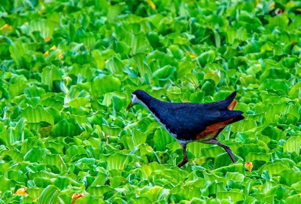 多圖｜石屏異龍湖觀鳥圖鑑