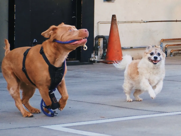 狗狗看了想暗殺主人的照片（閱後即焚）