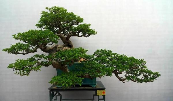 走進盆景（圖片）