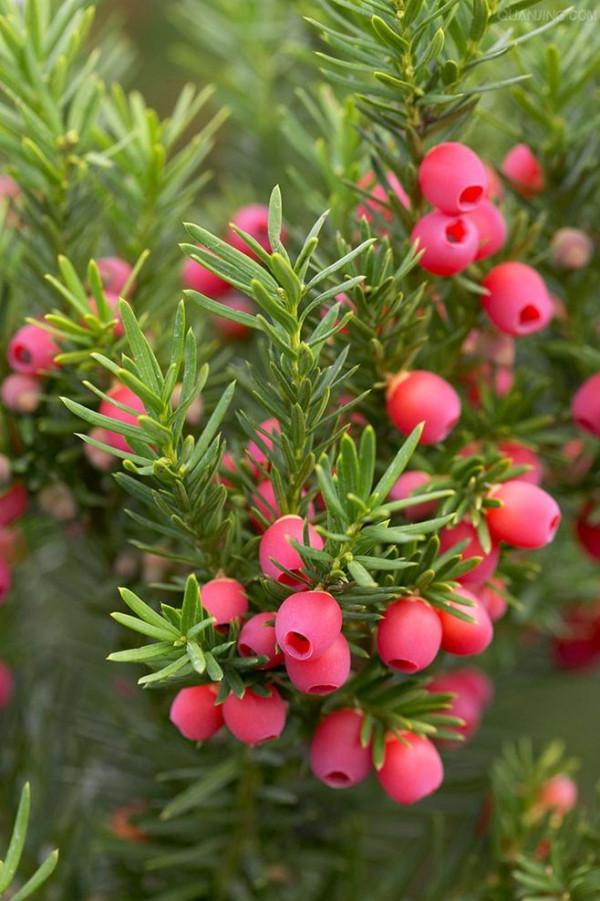 100種常見植物圖鑑,出門識花不再難,適合給小孩子做科普範文 100種常見植物圖鑑,出門識花不再難,適合給小孩子做科普範文