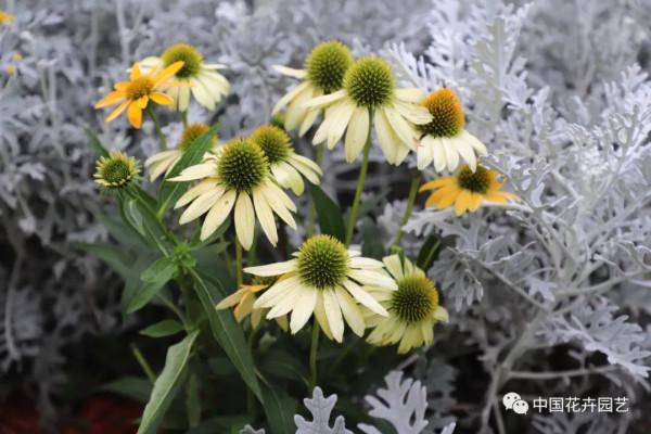 松果菊“波利綵球”極具市場潛力與競爭力 | 新品