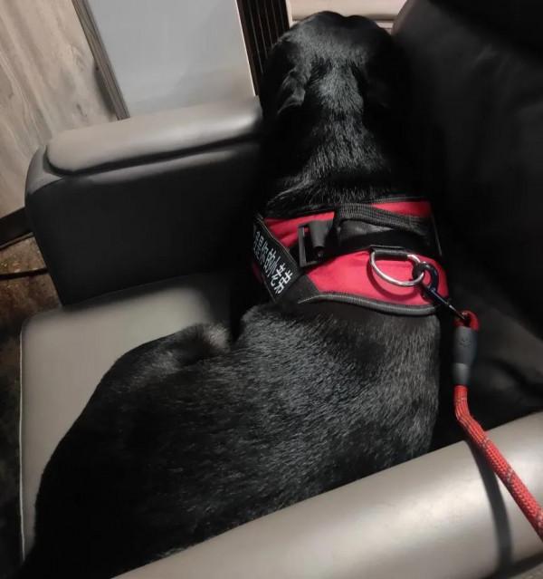 #養一條拉布拉多是種什麼體驗？#