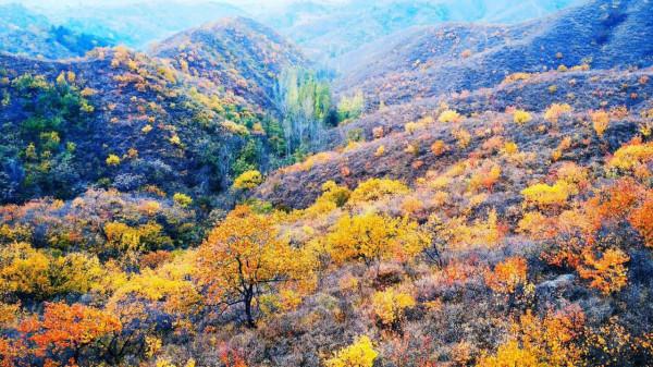 不出北京坐火車去賞秋,方便經濟不堵車,臥虎山蟠龍山盡顯中國紅 不出北京坐火車去賞秋,方便經濟不堵車,臥虎山蟠龍山盡顯中國紅