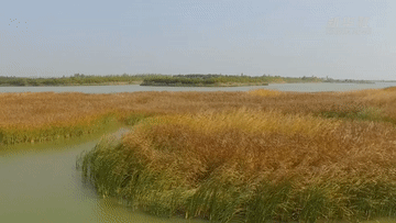 騰格裡沙漠邊緣，有這樣一個“動植物樂園”