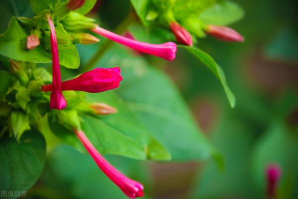 紫茉莉,夜來香,地雷花,說的都是它 紫茉莉,夜來香,地雷花,說的都是它