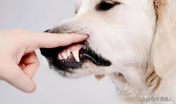 究竟什麼時候該給寵物刷牙？不刷牙真的會生病嗎？