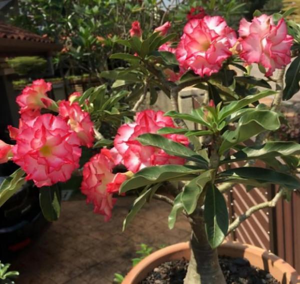 在家中養沙漠玫瑰，準備3樣&OpenCurlyDoubleQuote;小東西&rdquo;，讓它不爛根，持續開不停