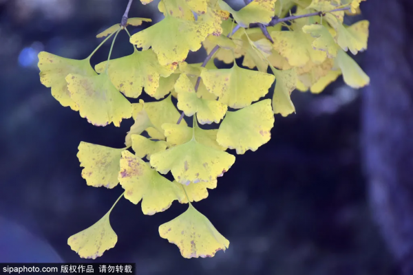 美爆了！這個寶藏公園藏著一大片花海，還有紅葉、銀杏！