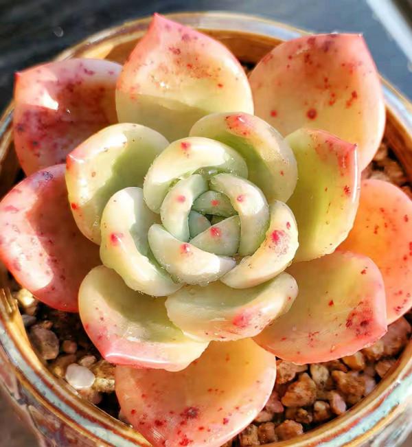 100種常見多肉圖鑑，比花還美，你認識幾種？