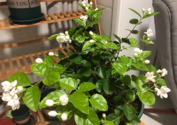 1月養茉莉，牢記“1剪1補”，春天一到花開不斷，驚喜連連