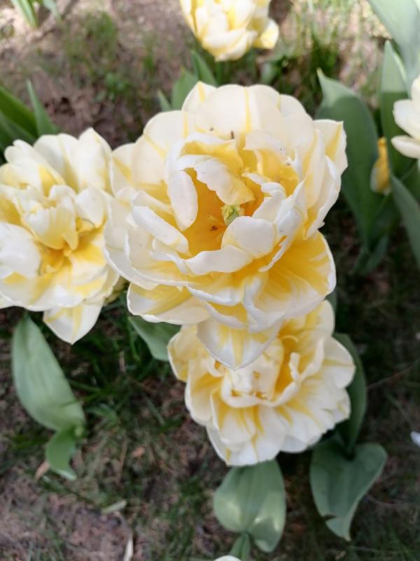 冬天土裡埋個&OpenCurlyDoubleQuote;洋蔥球&rdquo;，一個月開出&OpenCurlyDoubleQuote;富貴花&rdquo;，紅紅火火真喜慶