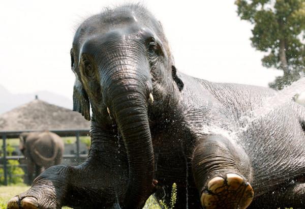 第3只出逃豹子依然找不到 杭州野生動物世界重新開放 第3只出逃豹子依然找不到 杭州野生動物世界重新開放