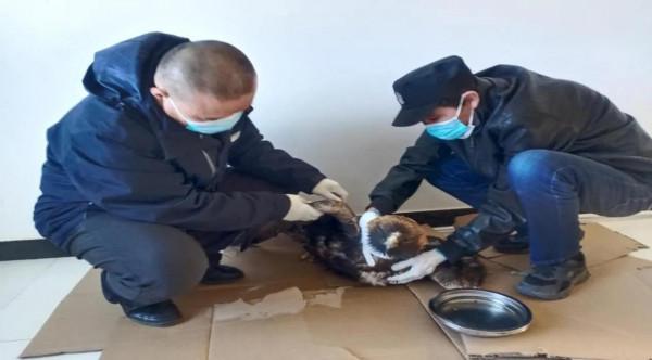 阿克塞縣林業生態工作站及時救助國家一級保護野生動物金雕