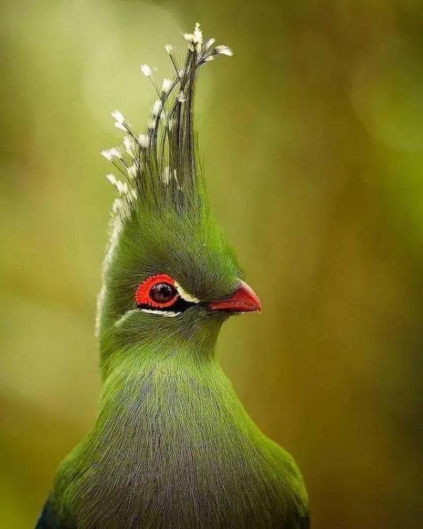 大自然中漂亮的“鳥兒”,日常生活中你見過幾種 大自然中漂亮的“鳥兒”,日常生活中你見過幾種