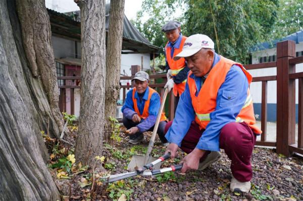 “江蘇樹王”在崑山:1700年等待,這才是最好的時代 “江蘇樹王”在崑山:1700年等待,這才是最好的時代