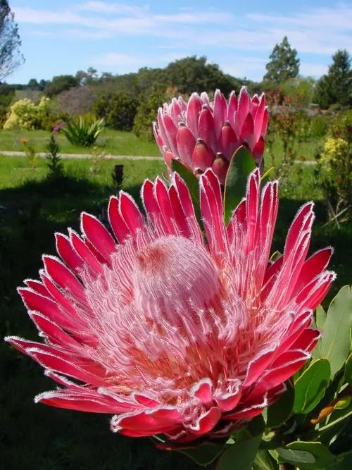 7種&OpenCurlyDoubleQuote;土豪花&rdquo;，貴的太離譜，工薪族&OpenCurlyDoubleQuote;捨不得&rdquo;，看看解解饞