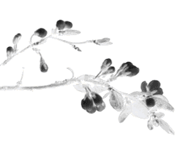 讓皇上都愛不釋手的御製銘園圖墨 讓皇上都愛不釋手的御製銘園圖墨