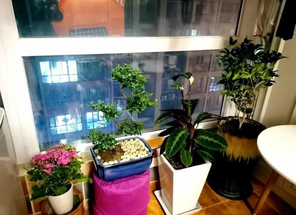 紀念我曾經養過的花花草草