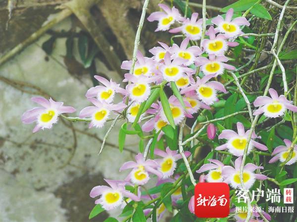 海南週刊 | 太美了!海南熱帶雨林裡藏著這些姿態素雅的蘭花…… 海南週刊 | 太美了!海南熱帶雨林裡藏著這些姿態素雅的蘭花……