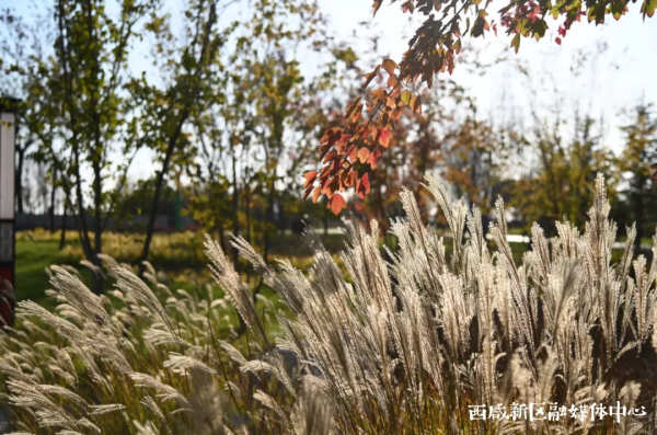 這樣的西鹹新區,愛了! 這樣的西鹹新區,愛了!