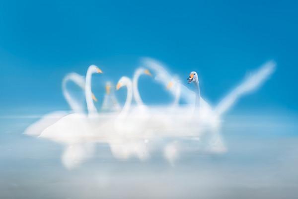 受古人喜歡的丹頂鶴，到底是一種什麼樣的動物？