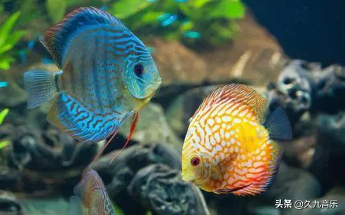 世界上最美的魚